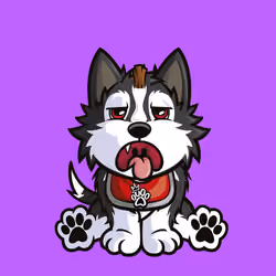 Siberian Husky 0592