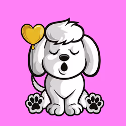Poodle 0815