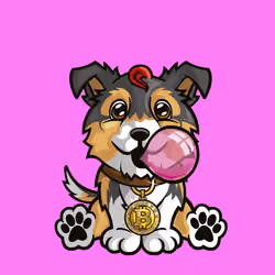 Collie 1125