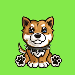Shiba Inu 0763