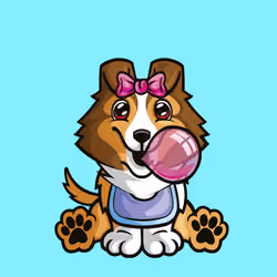 Shetland Sheepdog 0475