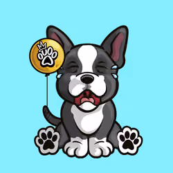 Boston Terrier 0205
