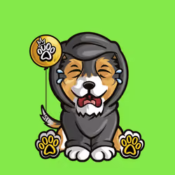 Collie 0326