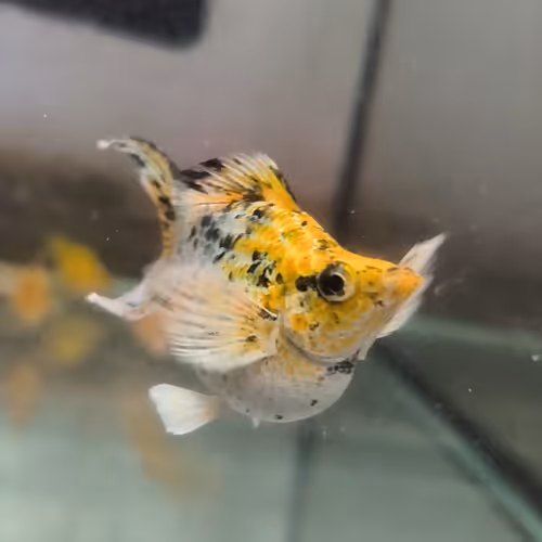 Baloon fish 