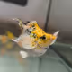 Baloon fish 