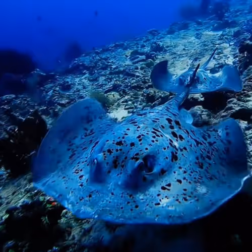 MANTARAY - CORALIX MANTA