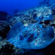 MANTARAY - CORALIX MANTA