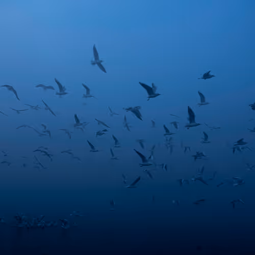 Photography by Subhrojit Dey 1/1