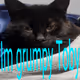 Grumpy Toby