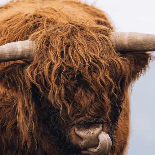 Wildlife - OrerZpg5iq