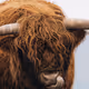 Wildlife - OrerZpg5iq