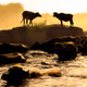 BUFFALO BATH