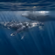 Ocean Love