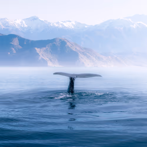 Into the Blue x Rach Stewart