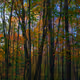 The Woodlands