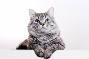 caty