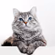 caty