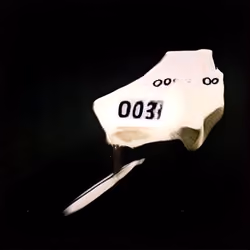This Shard Does Not Exist 000000501