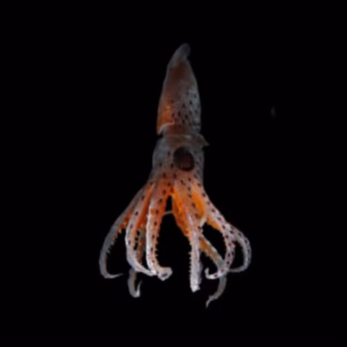 Item #48633838048998583663320801872641342627589424413415612941965714486883503833157 Media