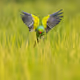 ART OF FEATHERS V2