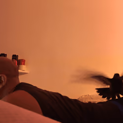 A bird woke up tomorrow I