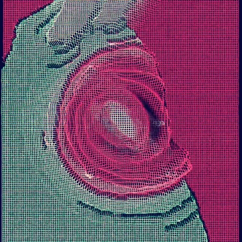 Ngsnft