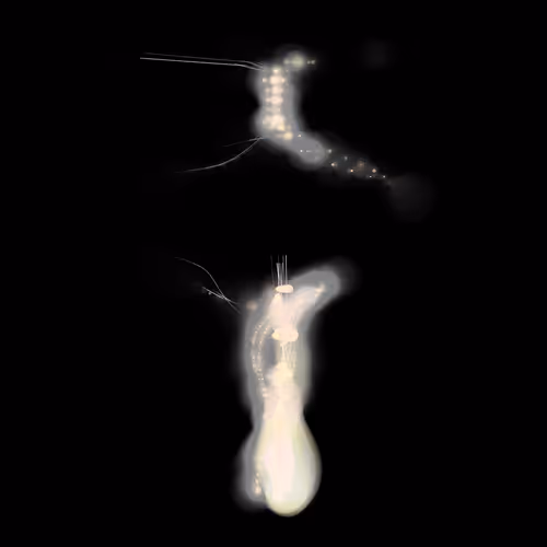 Spectral Beings Official