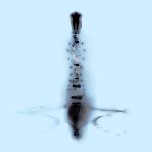 Spectral Being 525