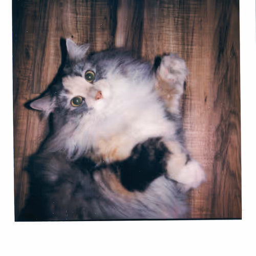 Polariod Moments S1e1
