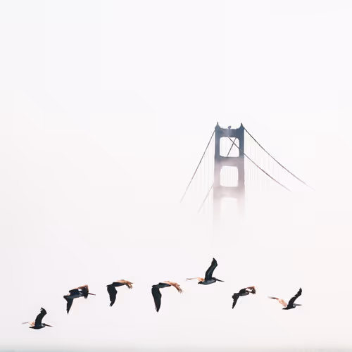 Flight of the Pelican