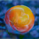 Rainbow Zorb Magnolia Chaos #031