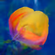 Rainbow Zorb Magnolia Chaos #001