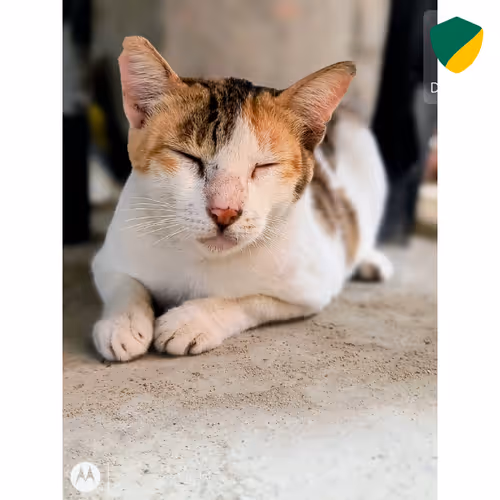 Item #48771355937311428951883732002176460891308366703699717473880106908791305998261 Media