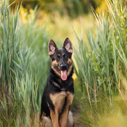 Dog 1