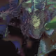 97