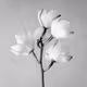Fragile Strength