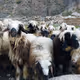 Sheep - PfLJtMAKOO