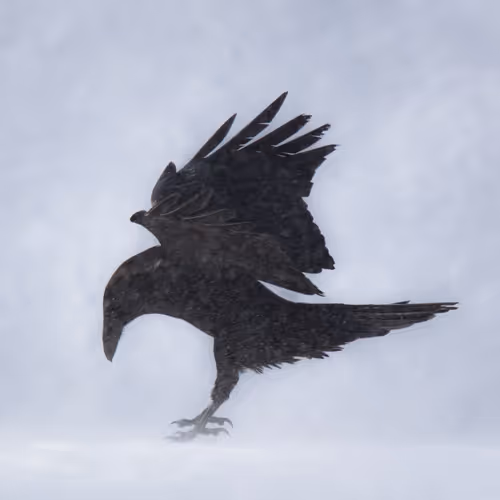 Wildlife Photography Dave Markel
