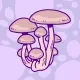 Dirty S3 Shrooms