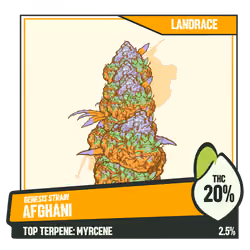 WEEDGANG.GAME - GENESIS STRAIN