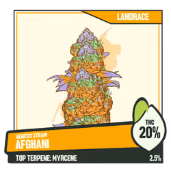 WEEDGANG.GAME - GENESIS STRAIN