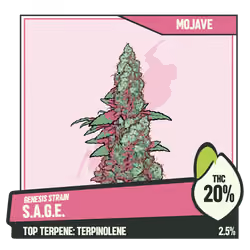 WEEDGANG.GAME - GENESIS STRAIN