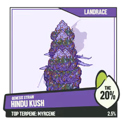 WEEDGANG.GAME - GENESIS STRAIN