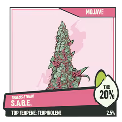 WEEDGANG.GAME - GENESIS STRAIN