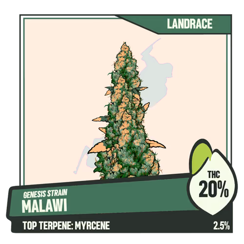 WEEDGANG.GAME - GENESIS STRAIN