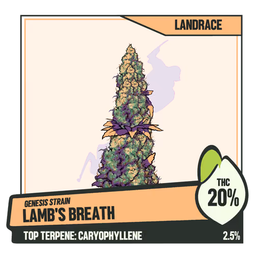 WEEDGANG.GAME - GENESIS STRAIN