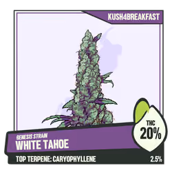 WEEDGANG.GAME - GENESIS STRAIN