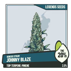 WEEDGANG.GAME - GENESIS STRAIN
