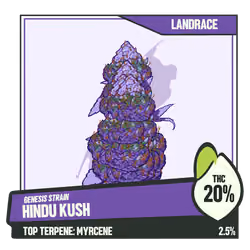 WEEDGANG.GAME - GENESIS STRAIN