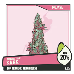 WEEDGANG.GAME - GENESIS STRAIN